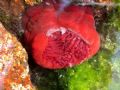 Actinia equina